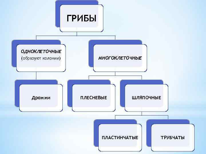 ГРИБЫ ОДНОКЛЕТОЧНЫЕ (образуют колонии) Дрожжи МНОГОКЛЕТОЧНЫЕ ПЛЕСНЕВЫЕ ШЛЯПОЧНЫЕ ПЛАСТИНЧАТЫЕ ТРУБЧАТЫ 