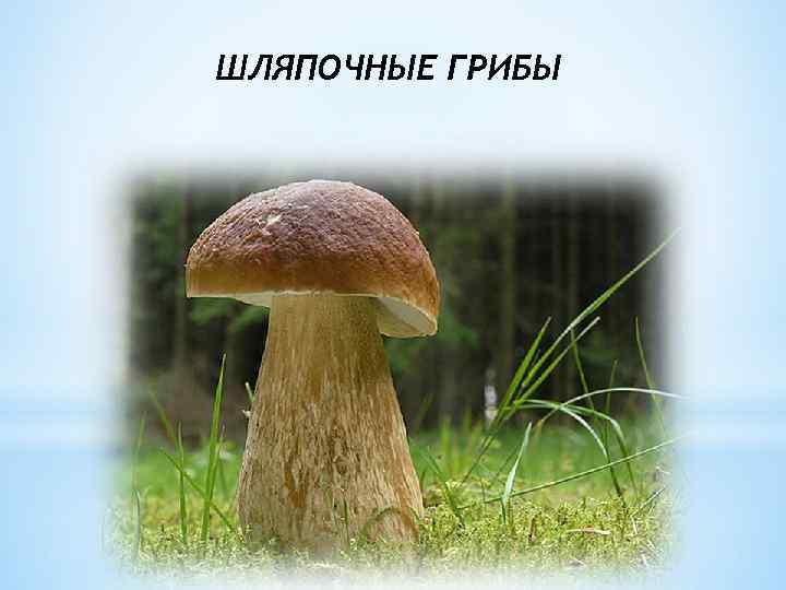 ШЛЯПОЧНЫЕ ГРИБЫ 