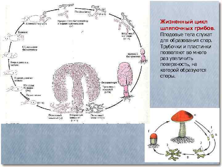 Жизненный цикл шляпочных грибов. Плодовые тела служат для образования спор. Трубочки и пластинки позволяют