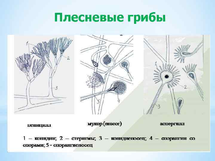 Плесневые грибы 