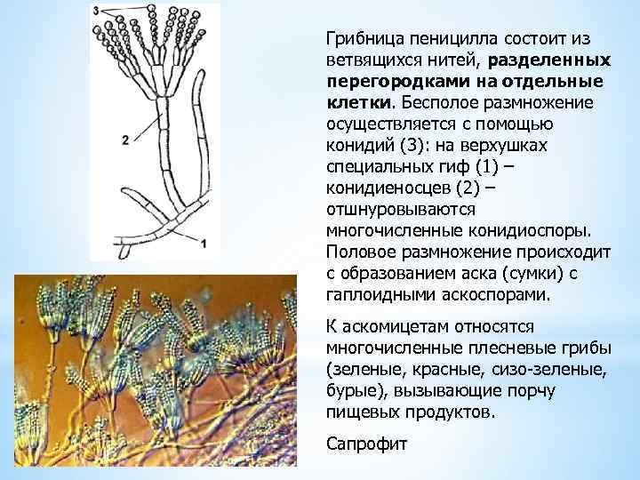 Грибница пеницилла состоит из ветвящихся нитей, разделенных перегородками на отдельные клетки. Бесполое размножение осуществляется