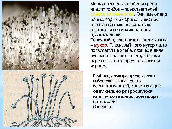 Много плесневых грибов и среди низших грибов – представителей класса Зигомицетов. Они имеют вид