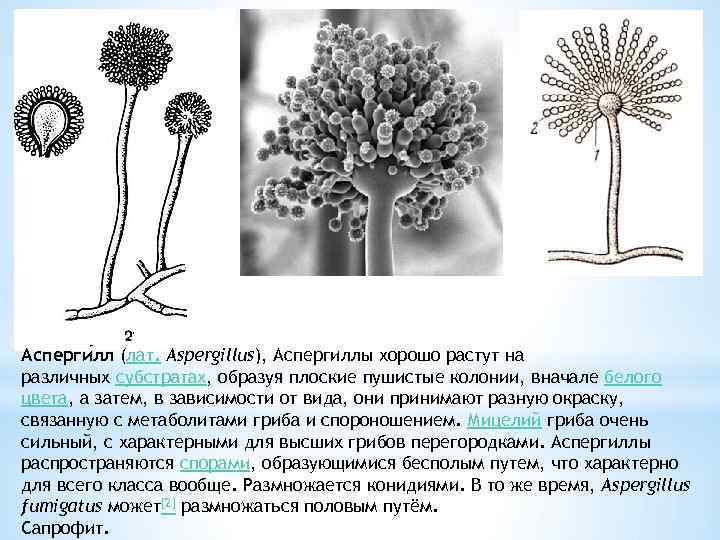 Асперги лл (лат. Aspergillus), Аспергиллы хорошо растут на различных субстратах, образуя плоские пушистые колонии,