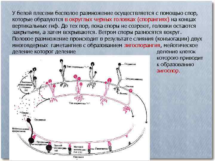 У белой плесени бесполое размножение осуществляется с помощью споp, котоpые образуются в округлых черных