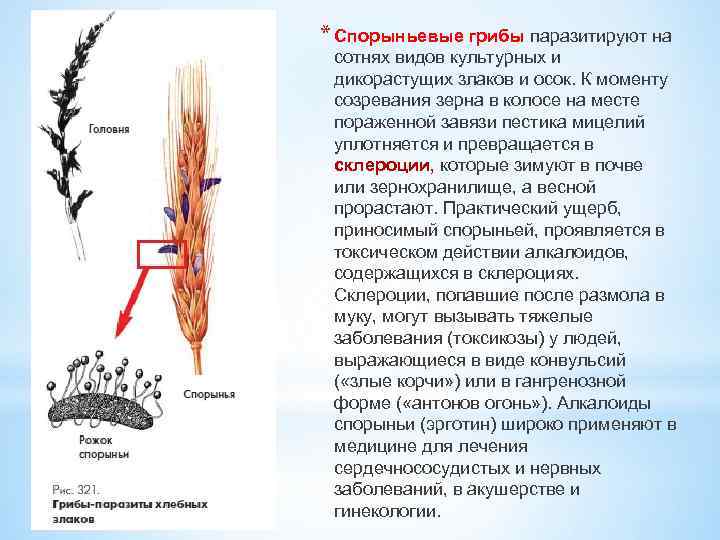 * Спорыньевые грибы паразитируют на сотнях видов культурных и дикорастущих злаков и осок. К