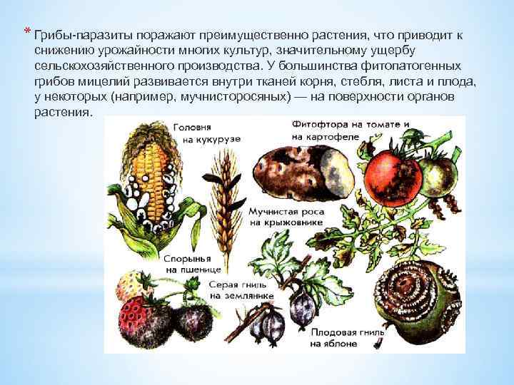 * Грибы-паразиты поражают преимущественно растения, что приводит к снижению урожайности многих культур, значительному ущербу