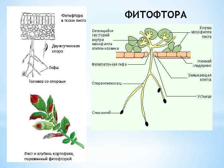 ФИТОФТОРА 