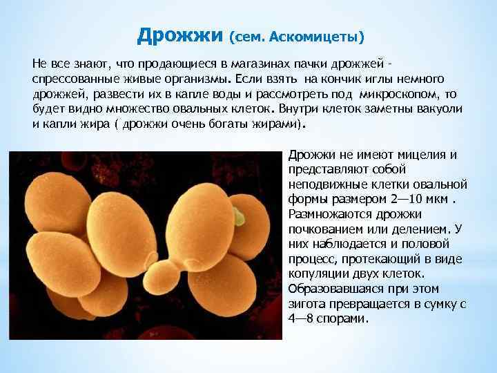 Дрожжи (сем. Аскомицеты) Не все знают, что продающиеся в магазинах пачки дрожжей – спрессованные