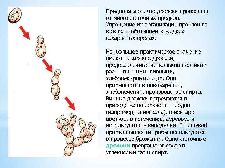 Предполагают, что дрожжи произошли от многоклеточных предков. Упрощение их организации произошло в связи с