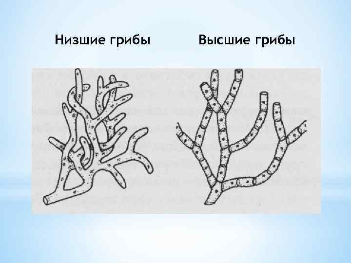 Низшие грибы Высшие грибы 