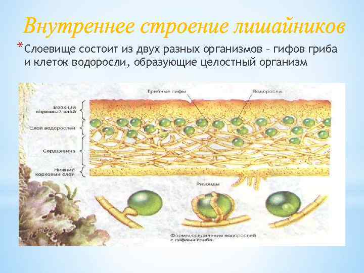 *Слоевище состоит из двух разных организмов – гифов гриба и клеток водоросли, образующие целостный