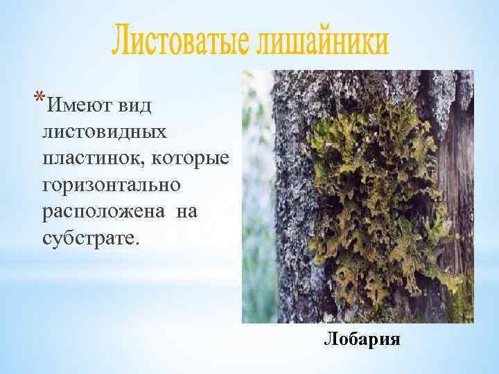 *Имеют вид листовидных пластинок, которые горизонтально расположена на субстрате. Лобария 