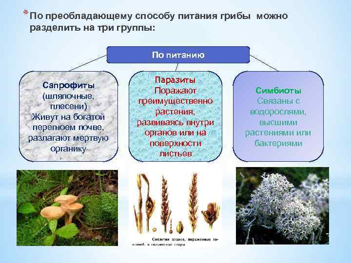 * По преобладающему способу питания грибы можно разделить на три группы: По питанию Сапрофиты