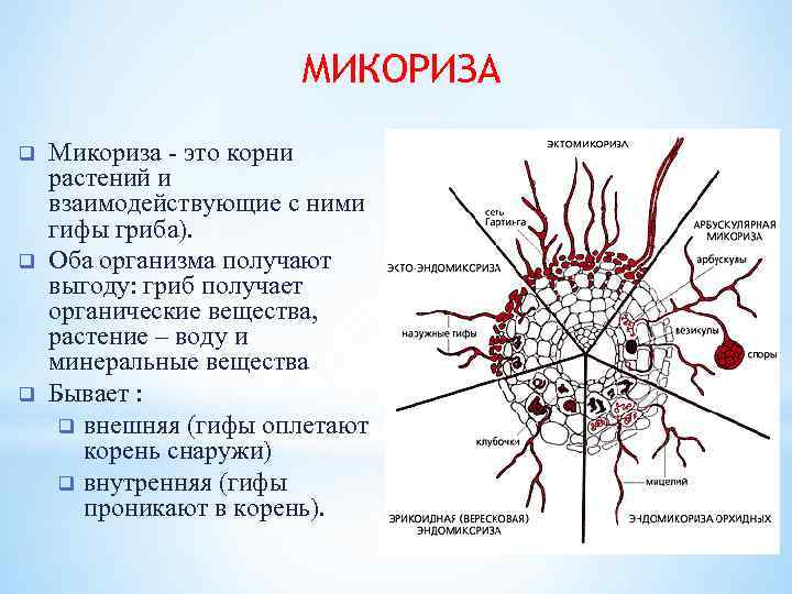 МИКОРИЗА q q q Микориза - это корни растений и взаимодействующие с ними гифы