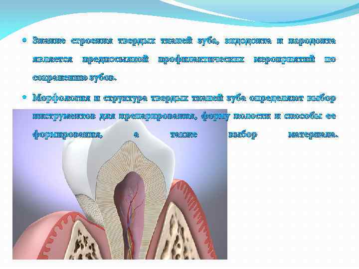  Знание строения твердых тканей зуба, эндодонта и пародонта является предпосылкой профилактических мероприятий по