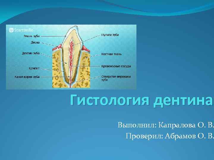 Гистология дентина Выполнил: Капралова О. В. Проверил: Абрамов О. В. 