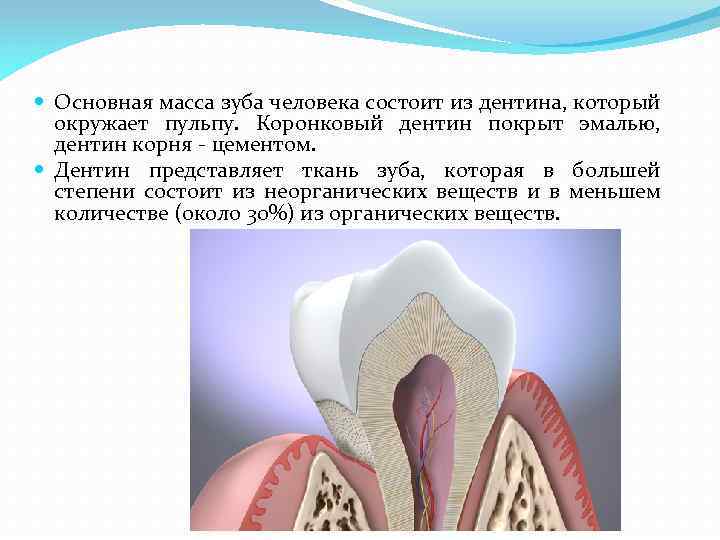  Основная масса зуба человека состоит из дентина, который окружает пульпу. Коронковый дентин покрыт