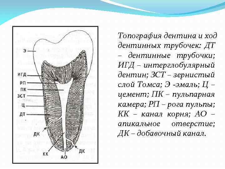 В чем особенность строения дентина какую. Строение дентина зуба гистология. Околопульпарный дентин гистология. Строение дентина гистология.