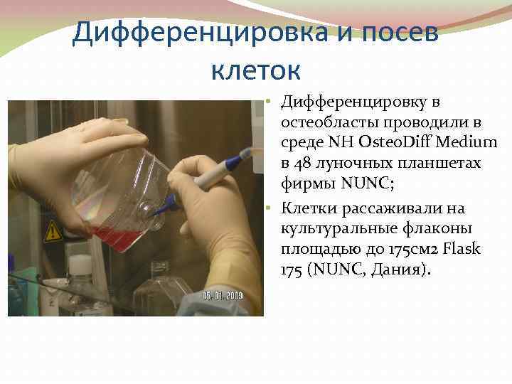 Дифференцировка и посев клеток • Дифференцировку в остеобласты проводили в среде NH Osteo. Diff