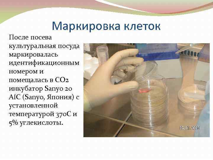 Маркировка клеток После посева культуральная посуда маркировалась идентификационным номером и помещалась в СО 2