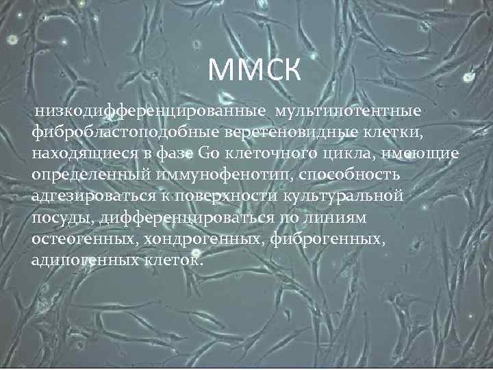 ММСК низкодифференцированные мультипотентные фибробластоподобные веретеновидные клетки, находящиеся в фазе G 0 клеточного цикла, имеющие