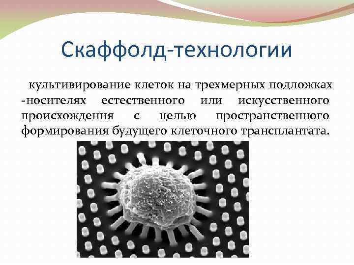 Скаффолд-технологии культивирование клеток на трехмерных подложках -носителях естественного или искусственного происхождения с целью пространственного