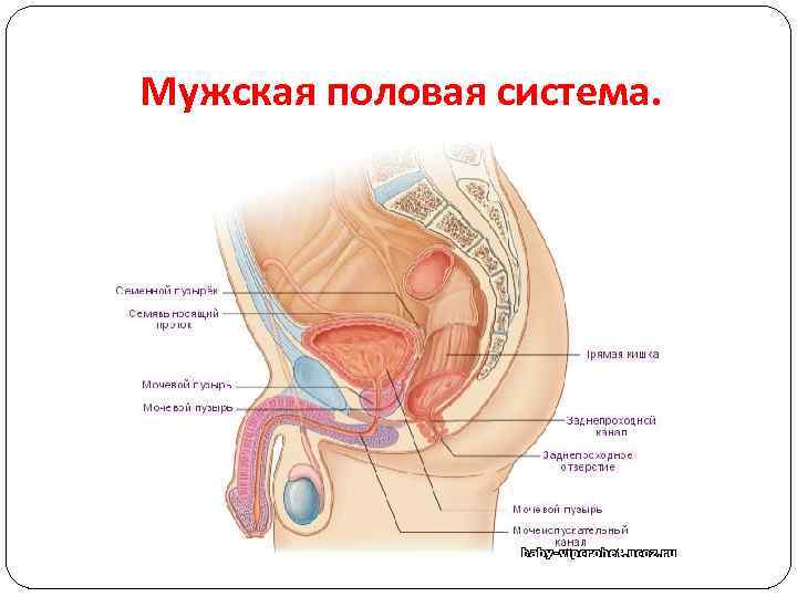 Мужская половая система. 