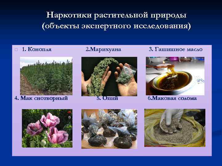 растительный наркотики виды