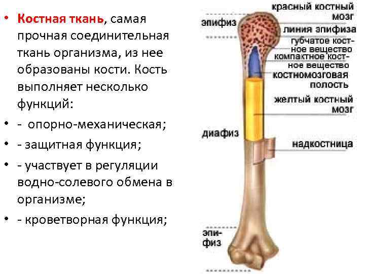 • Костная ткань, самая прочная соединительная ткань организма, из нее образованы кости. Кость
