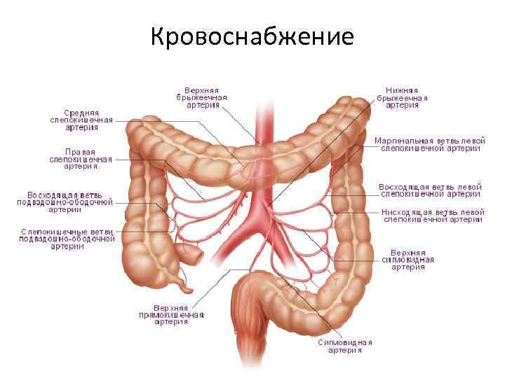 Кровоснабжение 