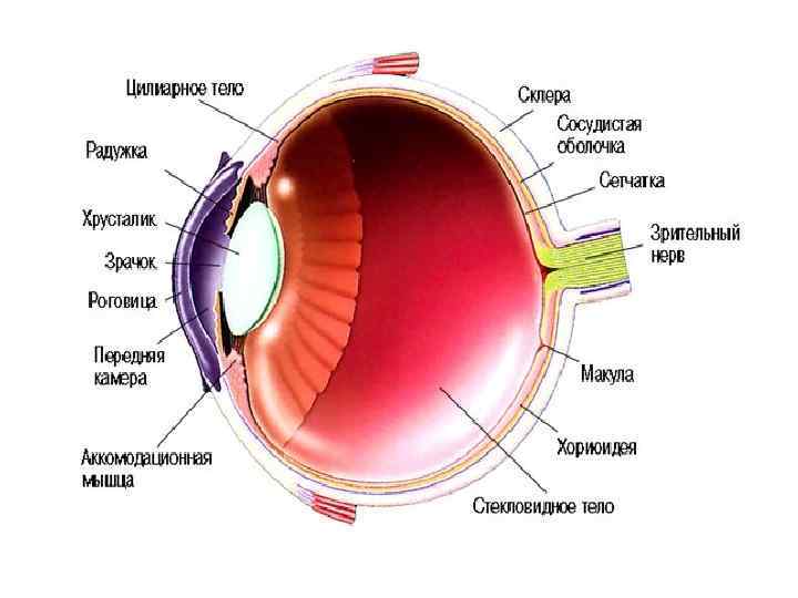 Строение Глаза Человека Фото Для Детей