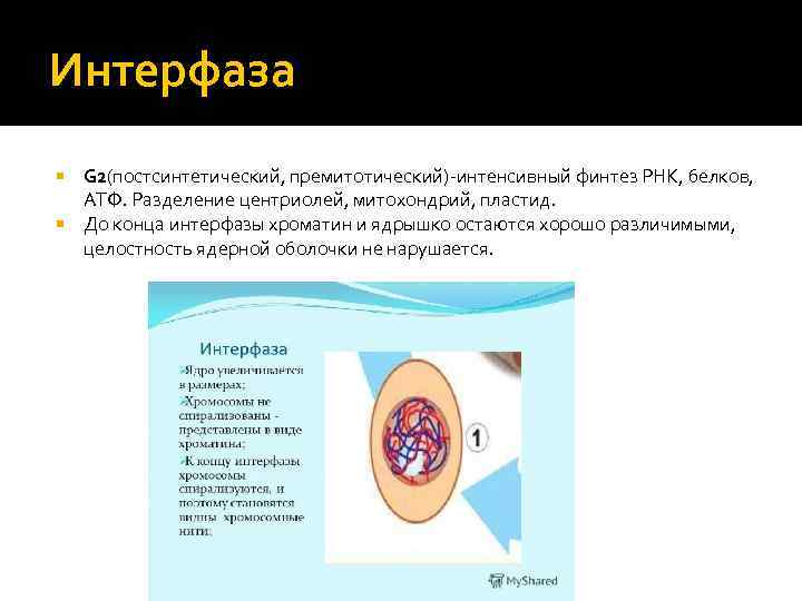 Интерфаза G 2(постсинтетический, премитотический)-интенсивный финтез РНК, белков, АТФ. Разделение центриолей, митохондрий, пластид. До конца