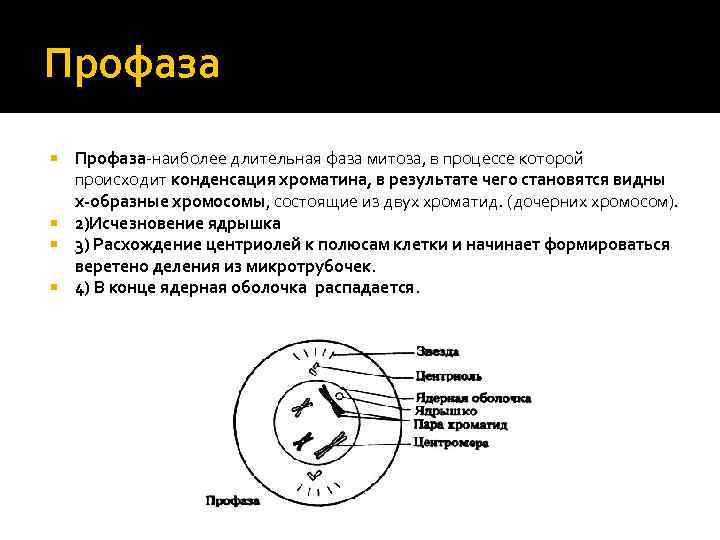 Профаза-наиболее длительная фаза митоза, в процессе которой происходит конденсация хроматина, в результате чего становятся