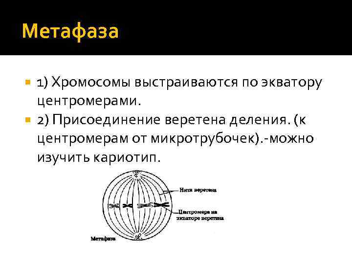 Метафаза 1) Хромосомы выстраиваются по экватору центромерами. 2) Присоединение веретена деления. (к центромерам от