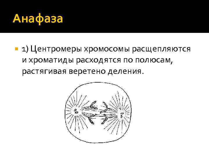 Анафаза 1) Центромеры хромосомы расщепляются и хроматиды расходятся по полюсам, растягивая веретено деления. 