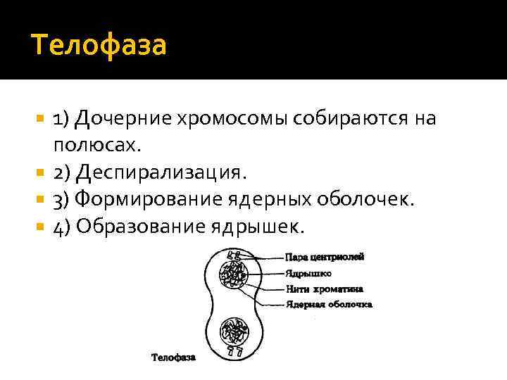 Телофаза 1) Дочерние хромосомы собираются на полюсах. 2) Деспирализация. 3) Формирование ядерных оболочек. 4)