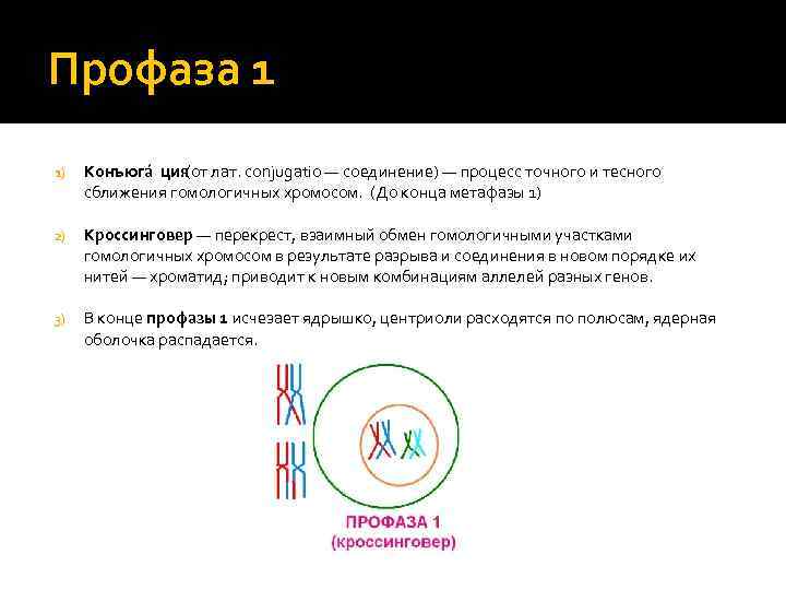 Профаза 1 1) Конъюга ция (от лат. conjugatio — соединение) — процесс точного и