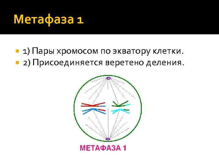 Метафаза 1 1) Пары хромосом по экватору клетки. 2) Присоединяется веретено деления. 