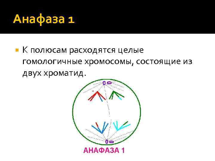 Анафаза 1 К полюсам расходятся целые гомологичные хромосомы, состоящие из двух хроматид. 