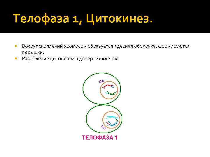 Телофаза 1, Цитокинез. Вокруг скоплений хромосом образуется ядерная оболочка, формируются ядрышки. Разделение цитоплазмы дочерних