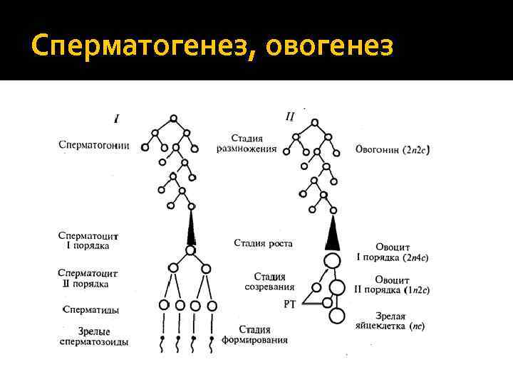 Сперматогенез, овогенез 