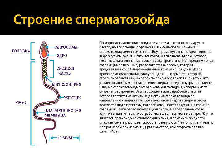 Строение сперматозойда По морфологии сперматозоиды резко отличаются от всех других клеток, но все основные