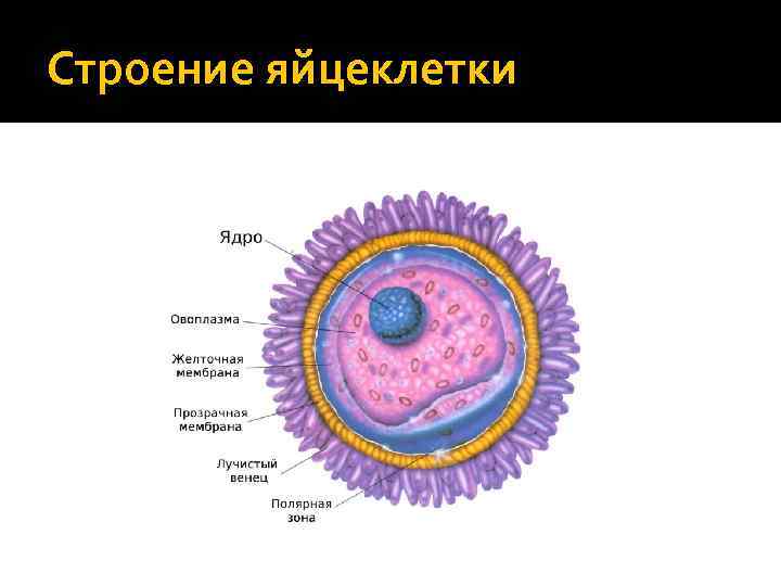 Строение яйцеклетки 