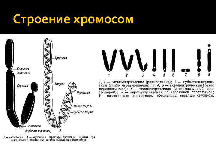 Строение хромосом 