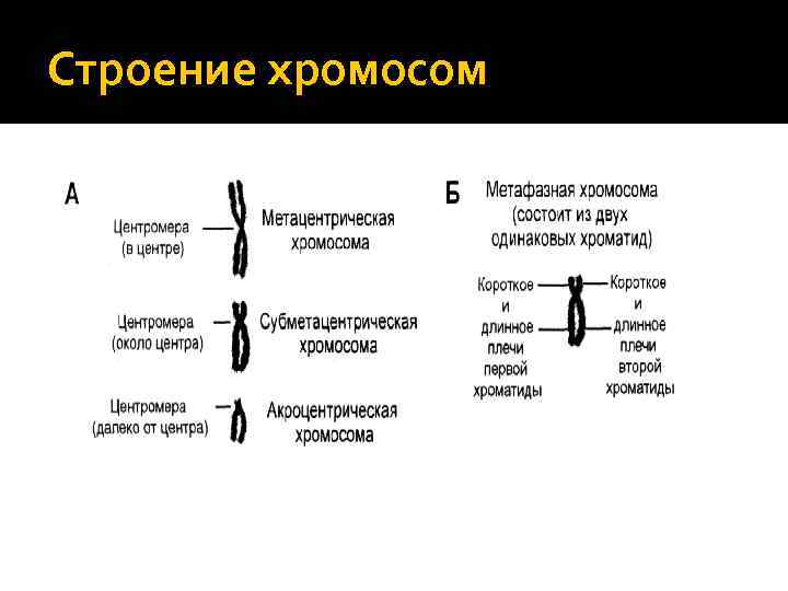 Строение хромосом 