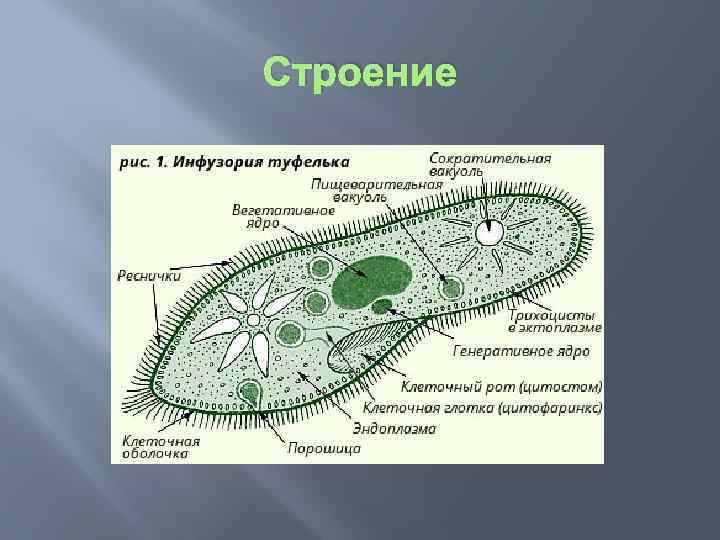 Что на рисунке инфузории туфельки обозначено цифрой 3