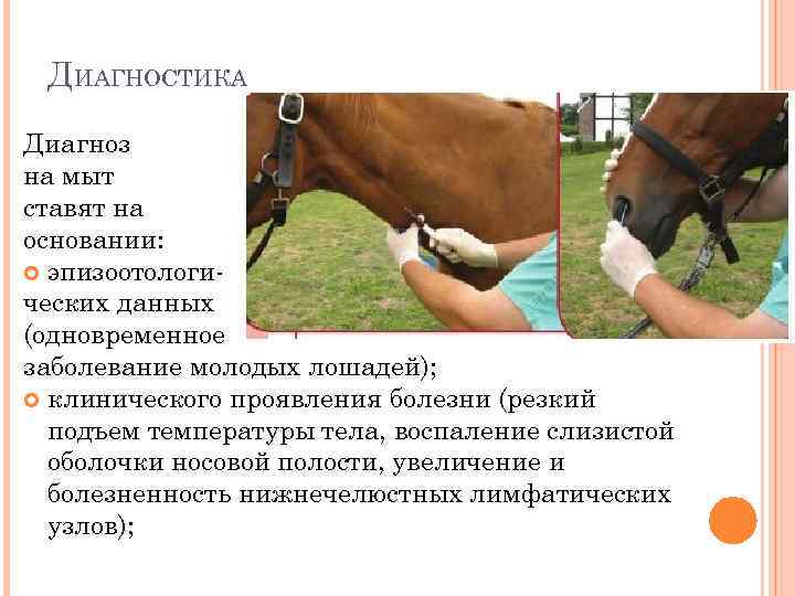 ДИАГНОСТИКА Диагноз на мыт ставят на основании: эпизоотологических данных (одновременное заболевание молодых лошадей); клинического