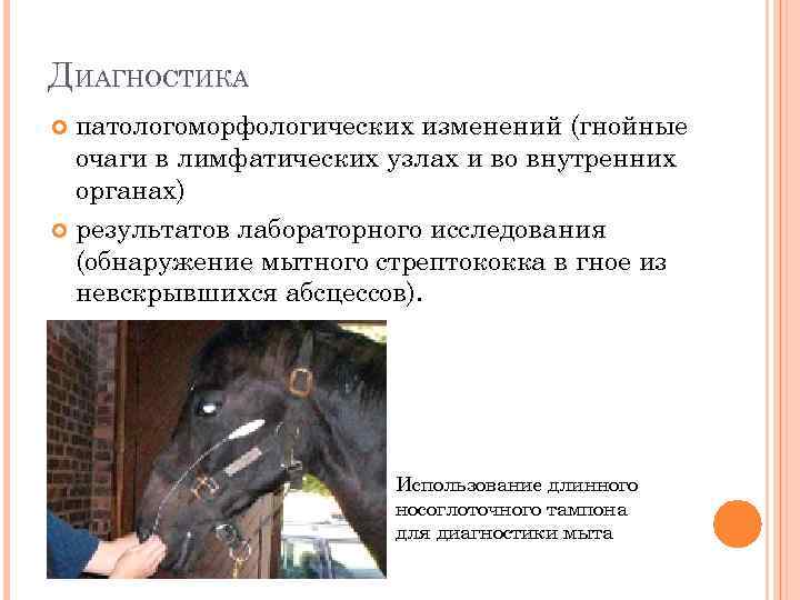 ДИАГНОСТИКА патологоморфологических изменений (гнойные очаги в лимфатических узлах и во внутренних органах) результатов лабораторного