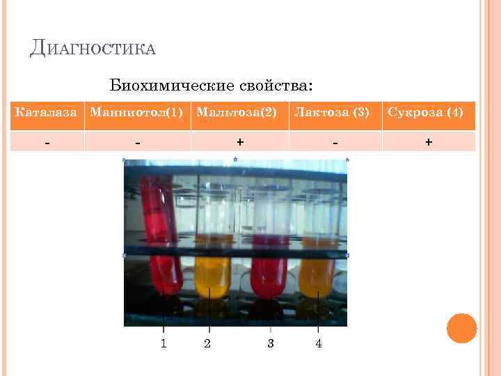 ДИАГНОСТИКА Биохимические свойства: Каталаза Манниотол(1) Мальтоза(2) Лактоза (3) Сукроза (4) - - + 1