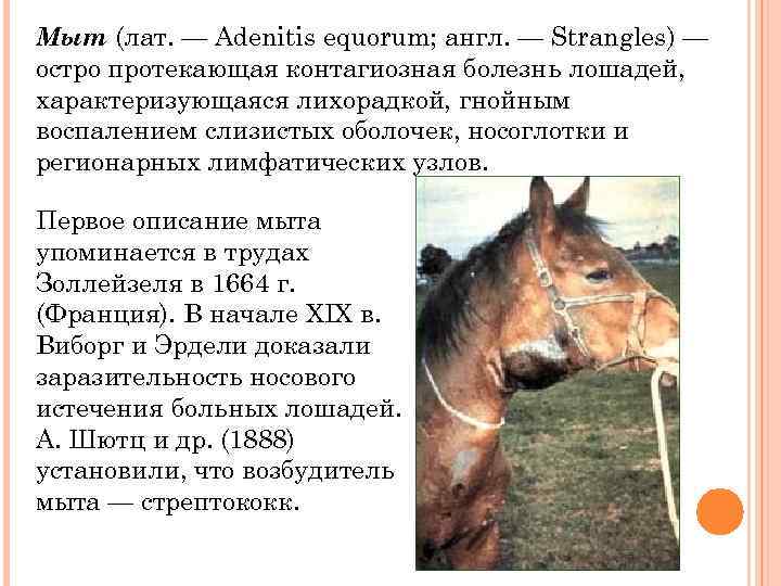 Мыт (лат. — Adenitis equorum; англ. — Strangles) — остро протекающая контагиозная болезнь лошадей,